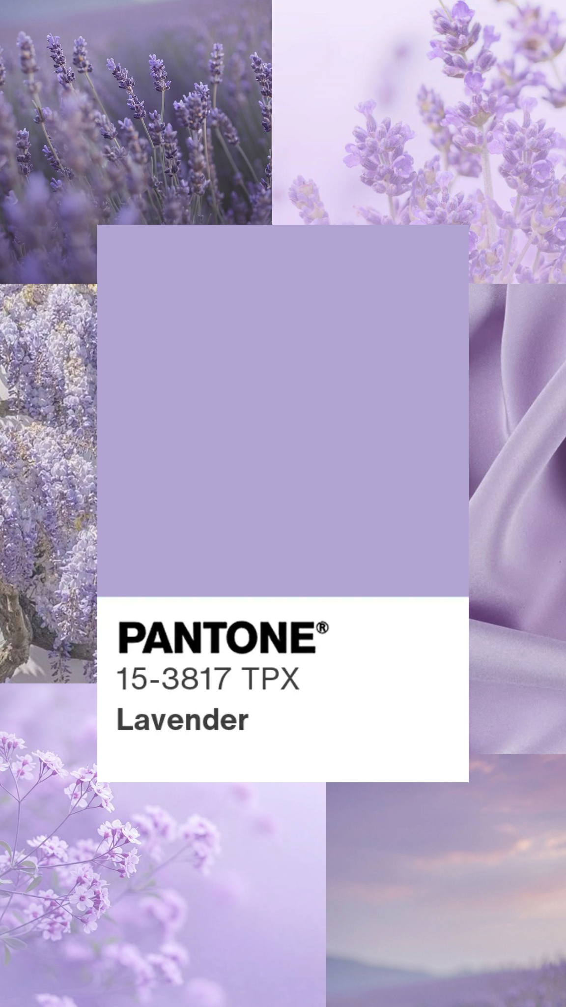 Màu Lavender